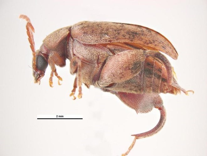 The pest insect Caryedon serratus Olivier